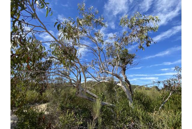 Bloed-rood fruit Eucalyptus