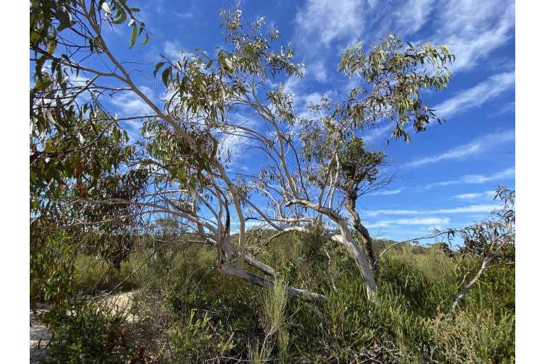 Eucalyptus haemastoma 11474