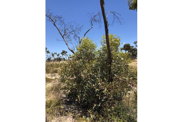 Nokblad Eucalyptus Nokblad Eucalyptus