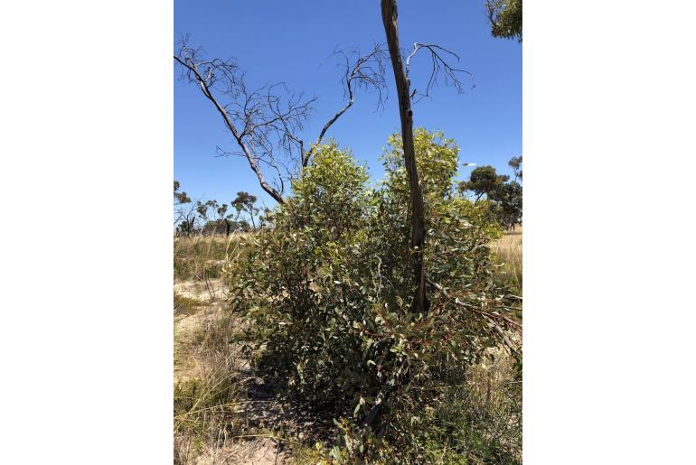 Eucalyptus incrassata 11475