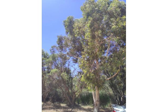 Gladde zuilvormige stam Eucalyptus Gladde zuilvormige stam Eucalyptus