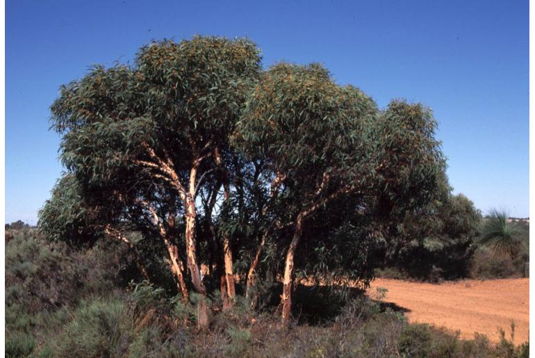 Eucalyptus lane-poolei 11477