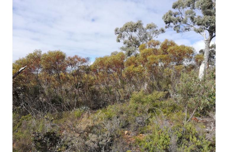 Eucalyptus latens 11478