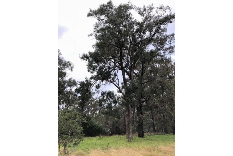 Eucalyptus longifolia 11480