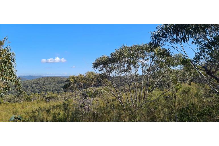 Eucalyptus luehmanniana 11481