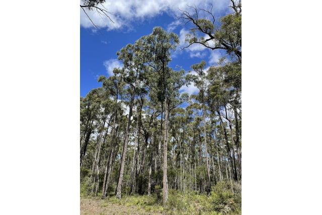 Mackinty's Eucalyptus Mackinty's Eucalyptus