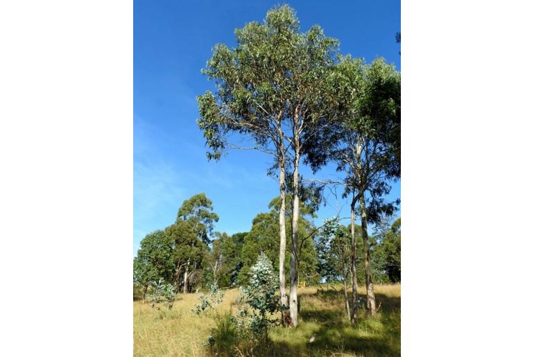 Eucalyptus maidenii 11483