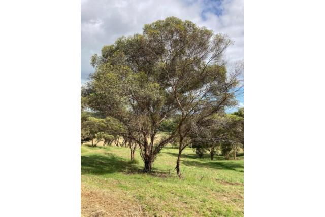 Donkere ruwe schors Eucalyptus