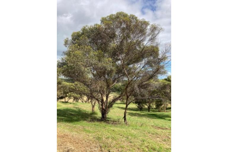 Eucalyptus melanophitra 11484