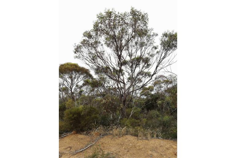 Eucalyptus neutra 11486