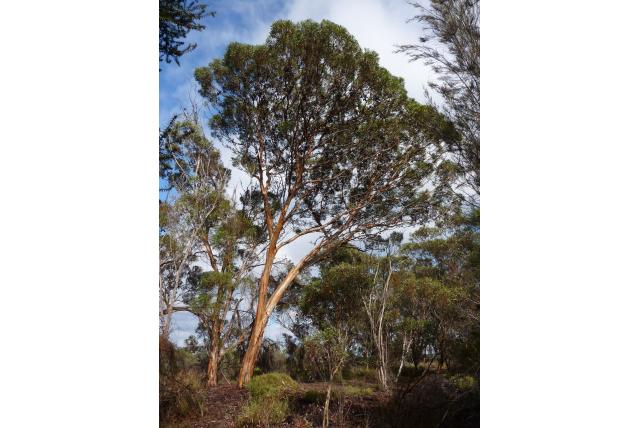 Beaufort Inlet Eucalyptus Beaufort Inlet Eucalyptus