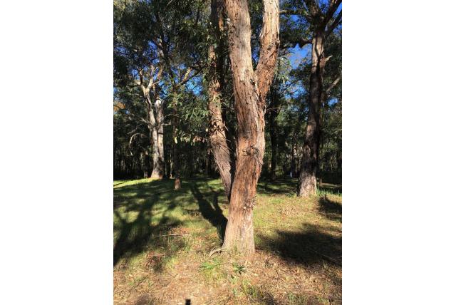 Blue Mountains Eucalyptus