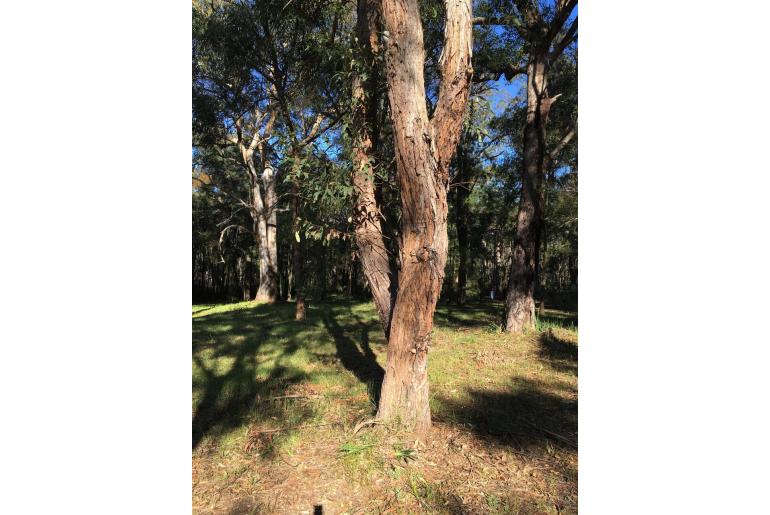 Eucalyptus notabilis 11488