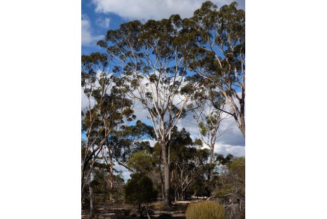 Moeras Eucalyptus
