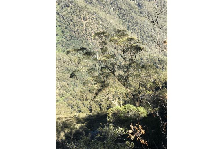 Eucalyptus olsenii 11490