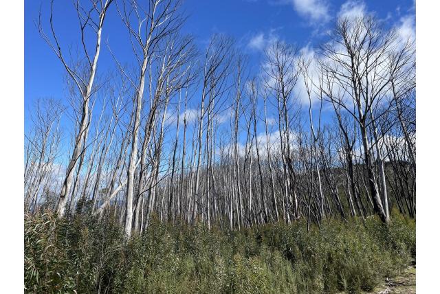 Wadbilliga Eucalyptus Wadbilliga Eucalyptus