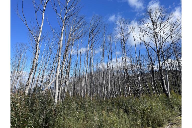 Eucalyptus paliformis 11491
