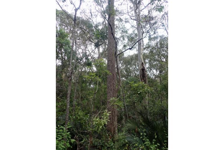 Eucalyptus paniculata 11492
