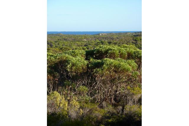 Kalksteen Eucalyptus Kalksteen Eucalyptus