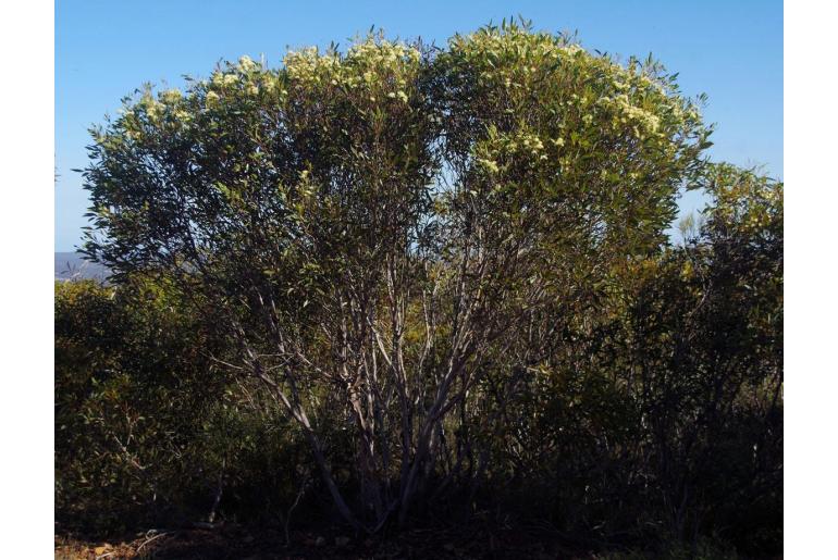 Eucalyptus phaenophylla 11494