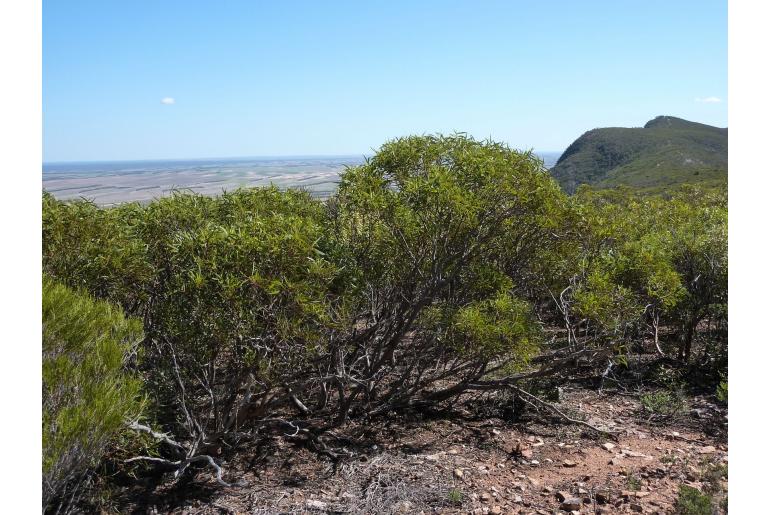 Eucalyptus phenax 11495