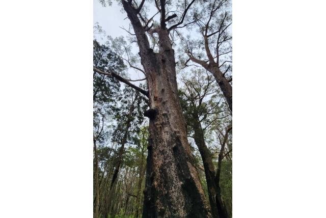 Sydney Eucalyptus met urn-vormige vruchten Sydney Eucalyptus met urn-vormige vruchten