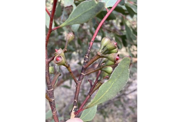 Hervatte Ongerup Eucalyptus Hervatte Ongerup Eucalyptus