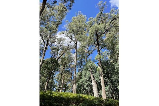 Robertson's Eucalyptus Robertson's Eucalyptus