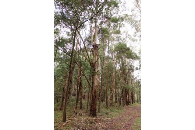Strzelecki's Eucalyptus Strzelecki's Eucalyptus