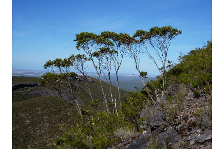 Eucalyptus talyuberlup 11503