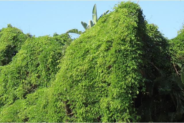 Cacoon wijnstok Cacoon wijnstok