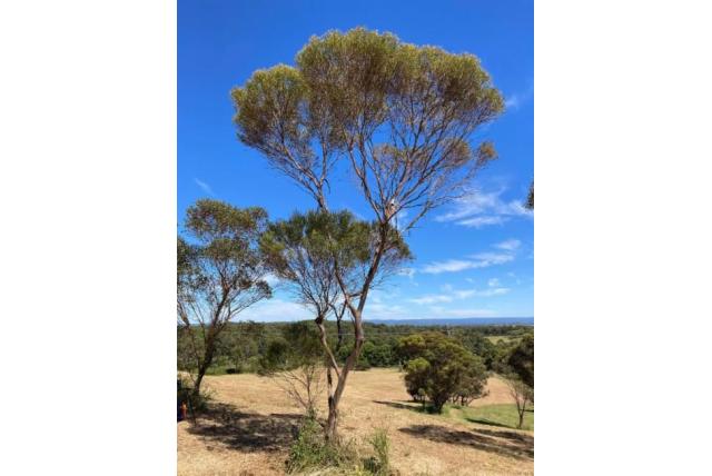 Ongerup Eucalyptus Ongerup Eucalyptus