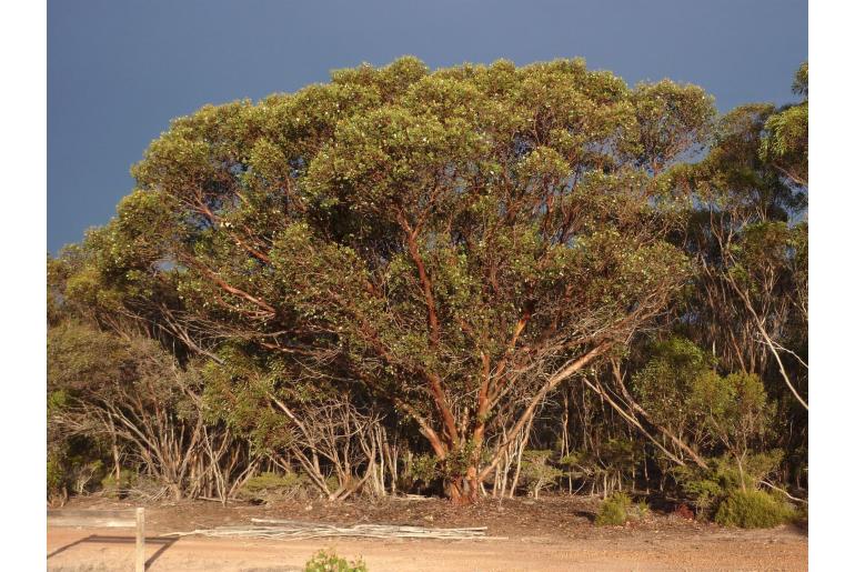Eucalyptus vesiculosa 11508