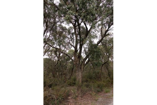 Willis Eucalyptus Willis Eucalyptus