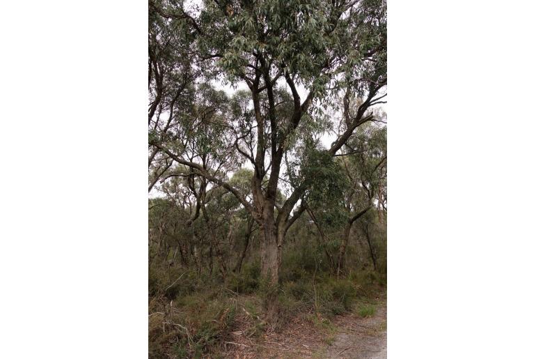 Eucalyptus willisii 11509