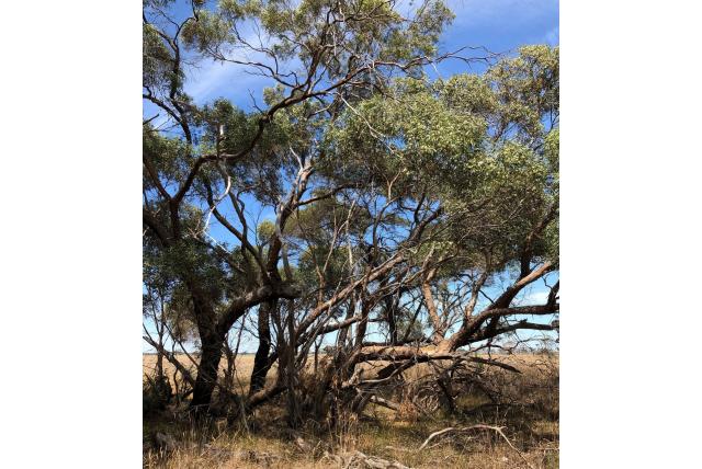 Peppermint Eucalyptus