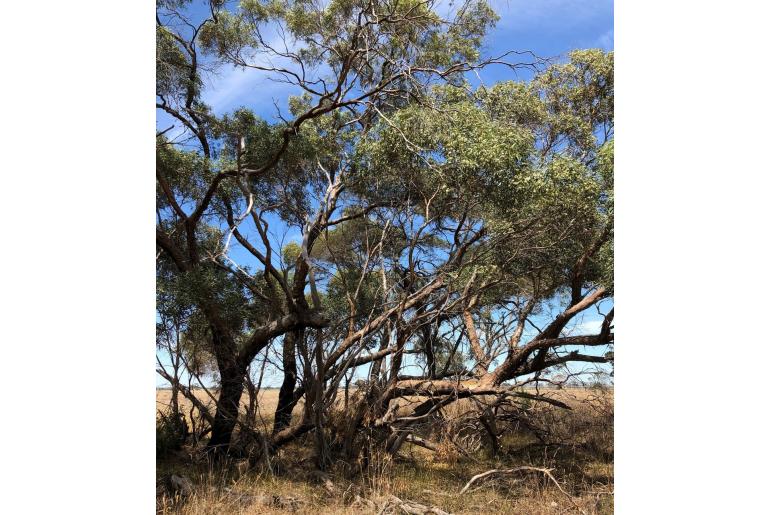 Eucalyptus odorata 11524