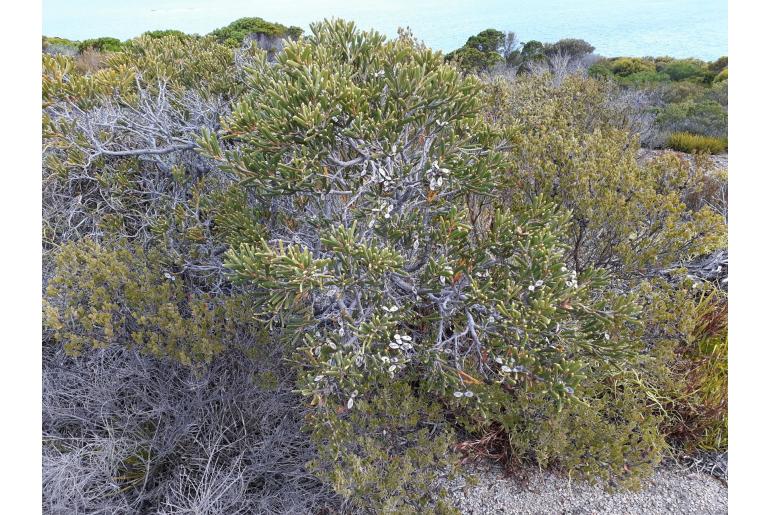 Hakea clavata -11529