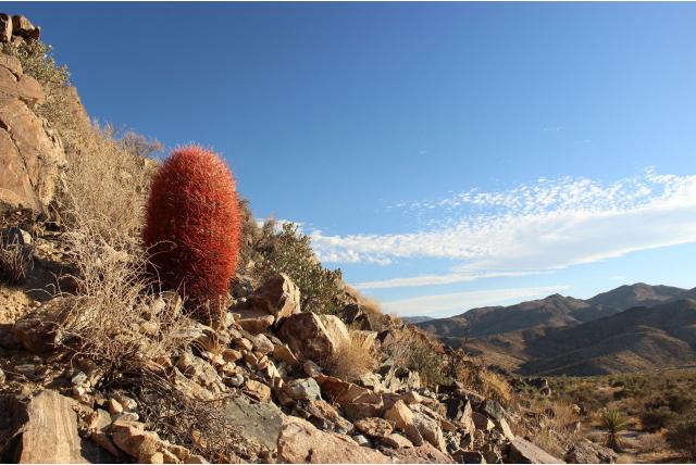 Leconte's ferocactus