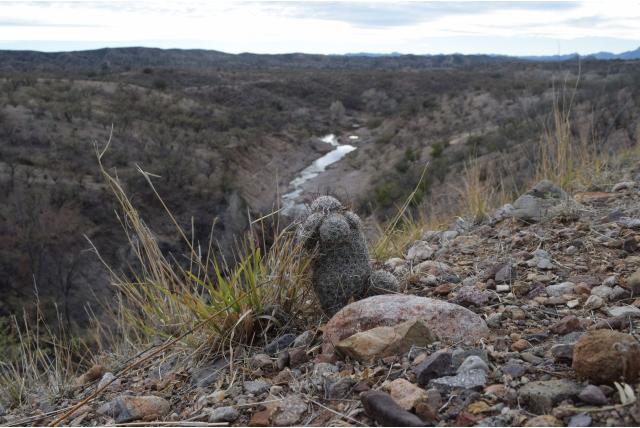 Graham's tepelcactus