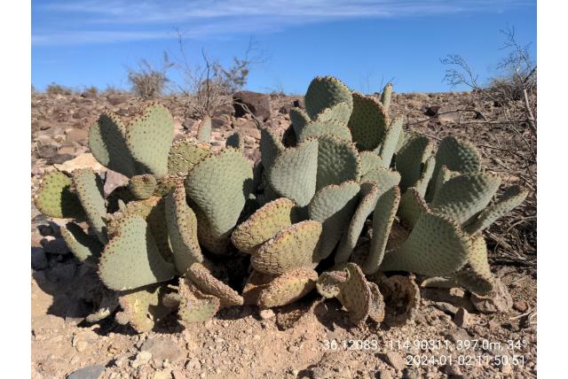 Basale schijfcactus