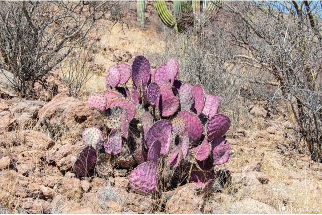 Gosselin's schijfcactus