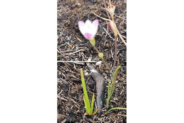 Schaduwminnende geissorhiza Schaduwminnende geissorhiza