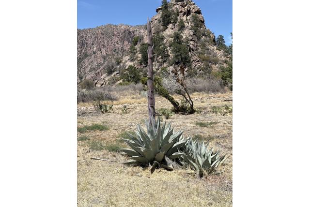 Havard's agave