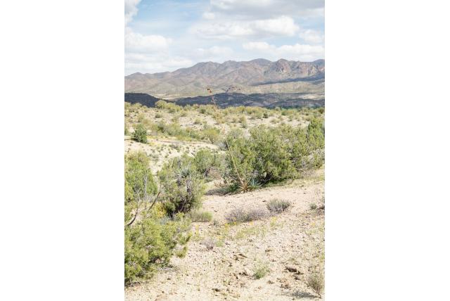 McKelvey's agave