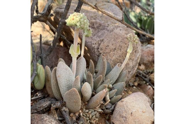 Hagedishuis crassula