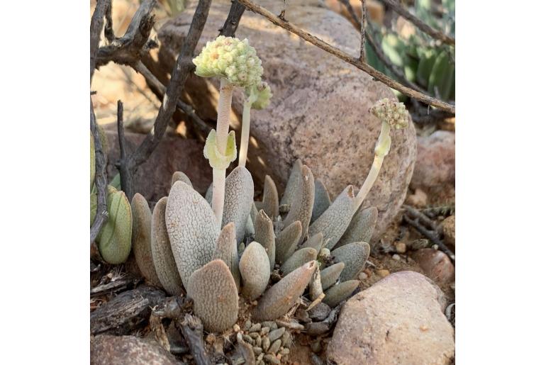 Crassula tecta 11542