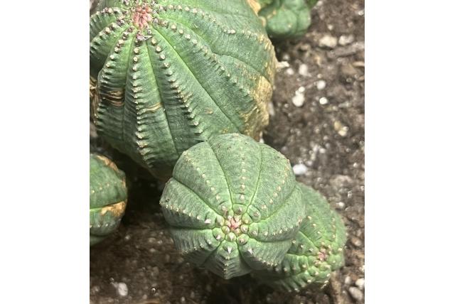 Zwaarlijvige euphorbia