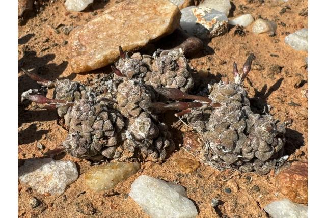 Baesecke's anacampseros