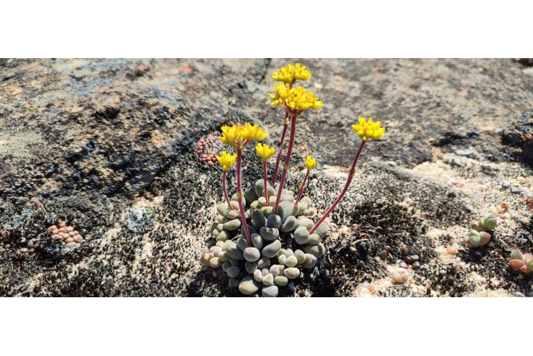 Crassula namaquensis 11546